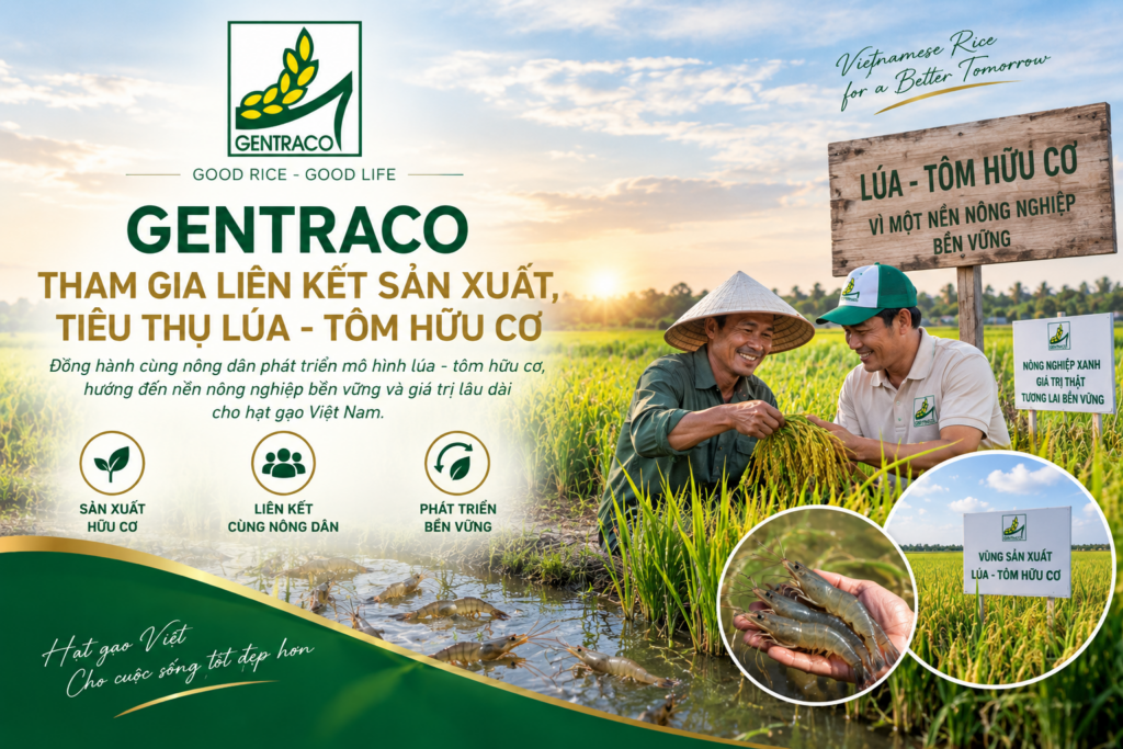 Gentraco tham gia liên kết sản xuất, tiêu thụ lúa – tôm hữu cơ